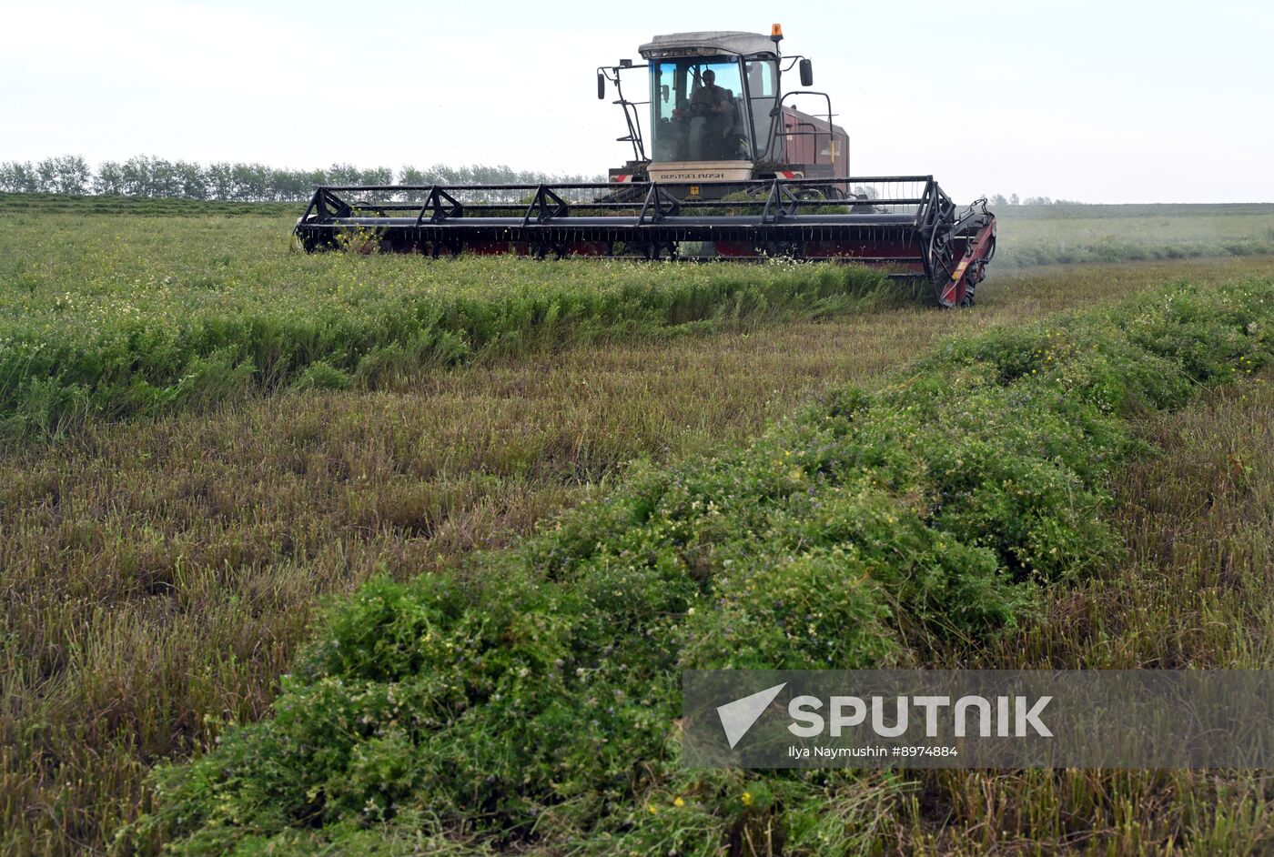 Russia Agriculture Alfalfa Harvesting