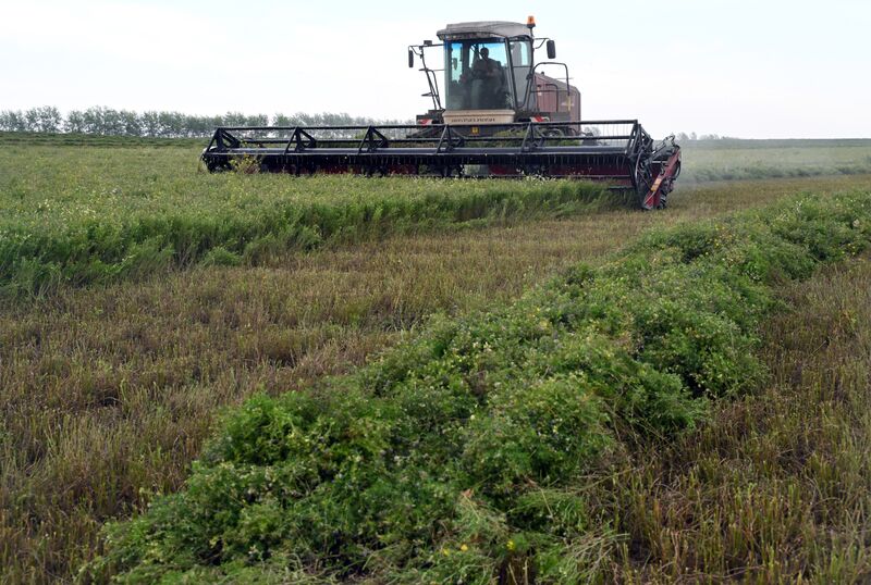 Russia Agriculture Alfalfa Harvesting