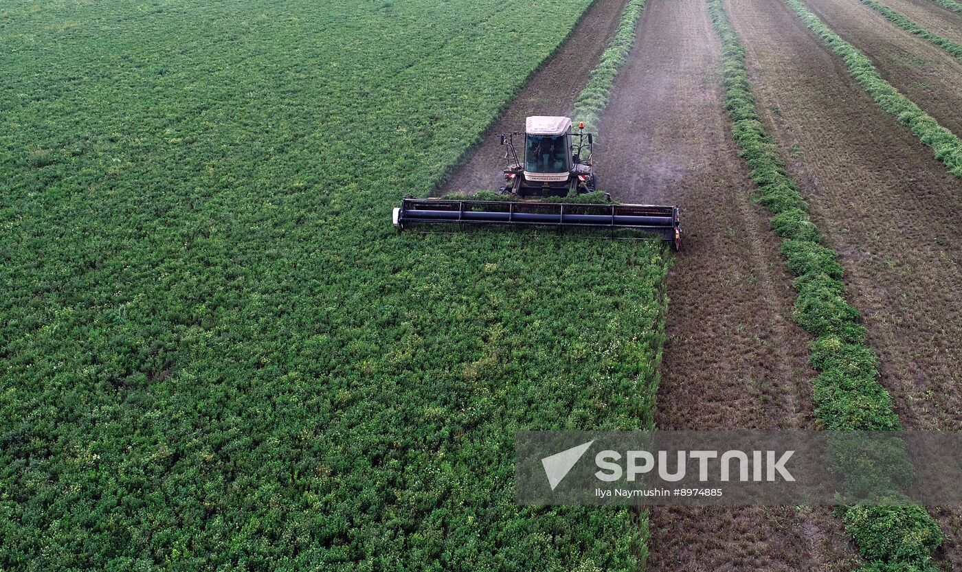 Russia Agriculture Alfalfa Harvesting