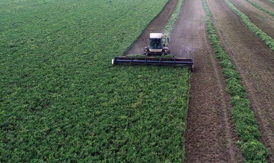 Russia Agriculture Alfalfa Harvesting