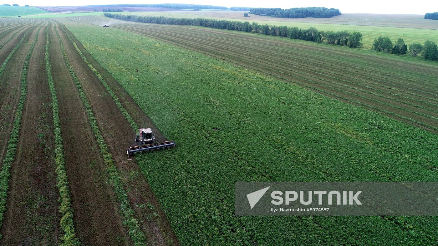 Russia Agriculture Alfalfa Harvesting