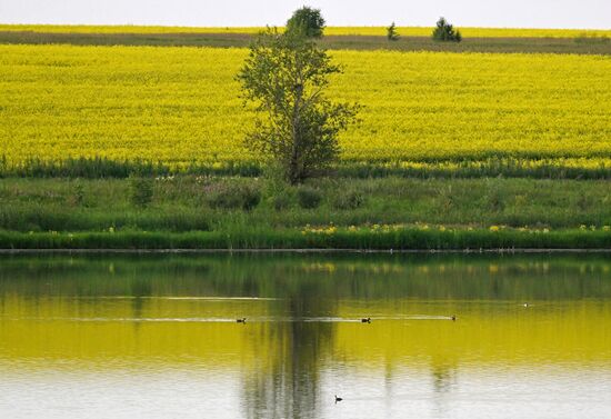 Russia Agriculture Grain Crops