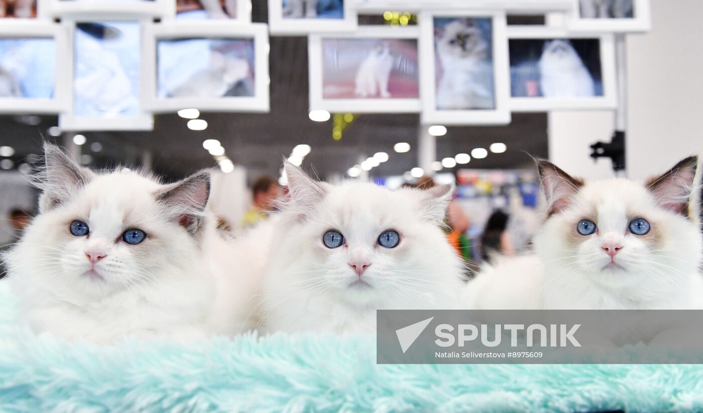 Russia Cat Show