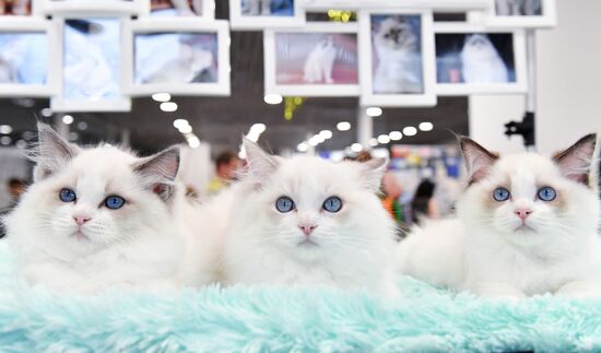 Russia Cat Show