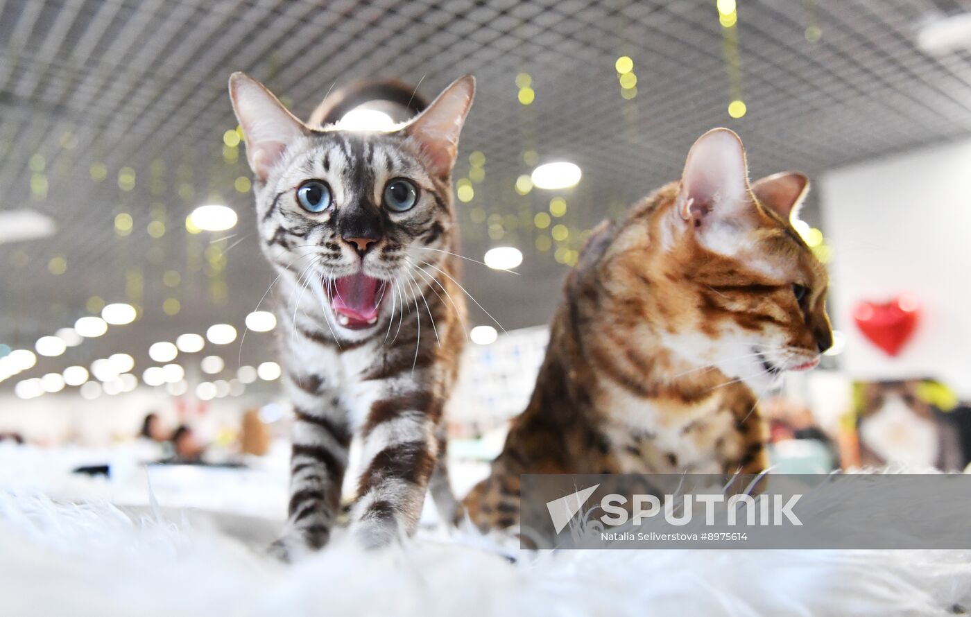 Russia Cat Show
