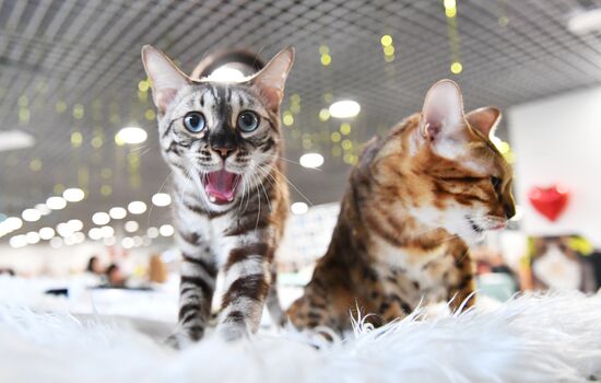 Russia Cat Show