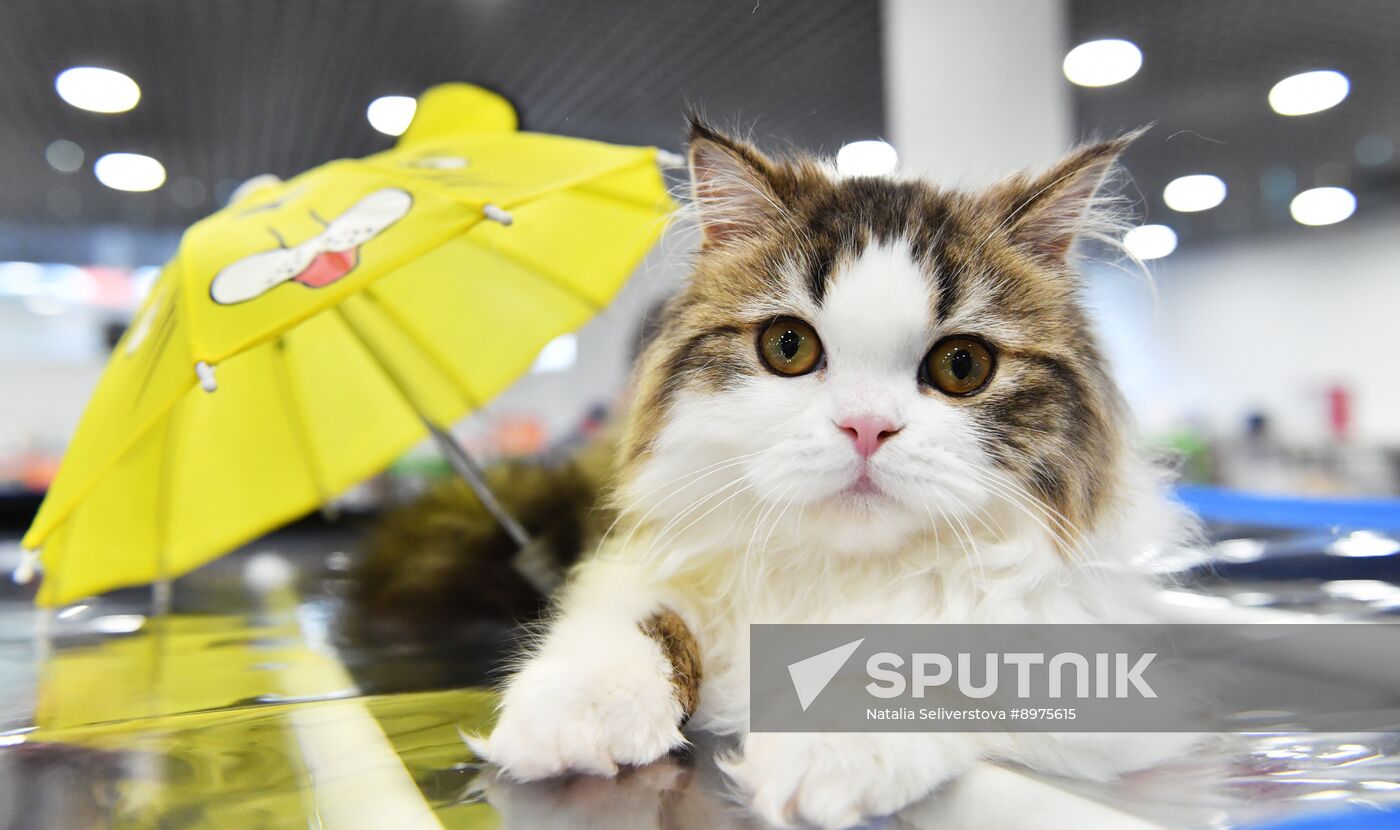 Russia Cat Show