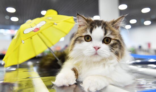 Russia Cat Show