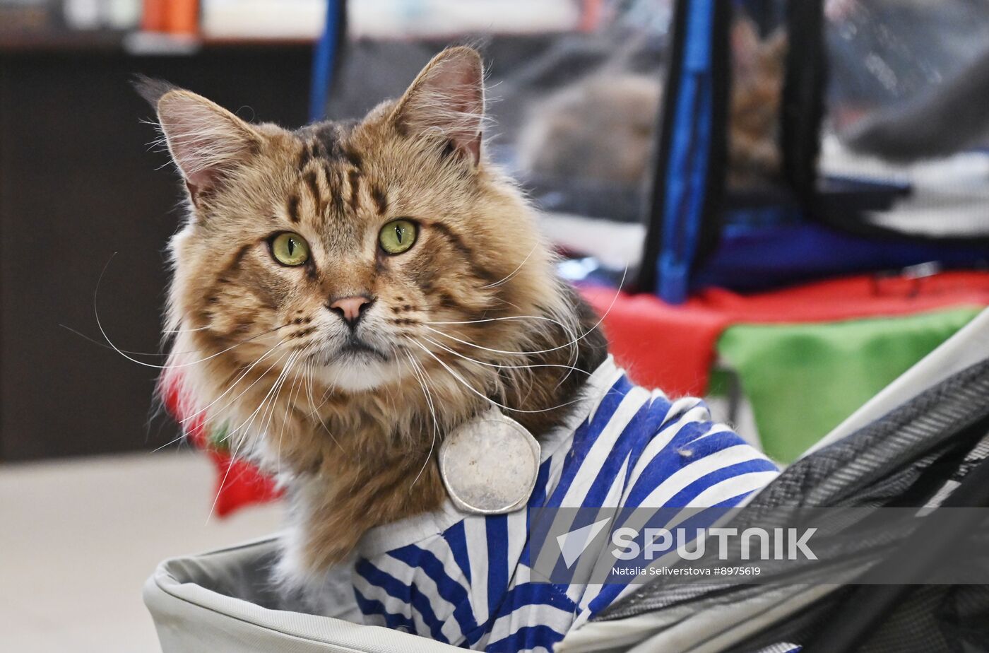 Russia Cat Show
