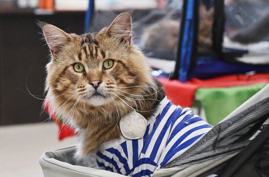 Russia Cat Show