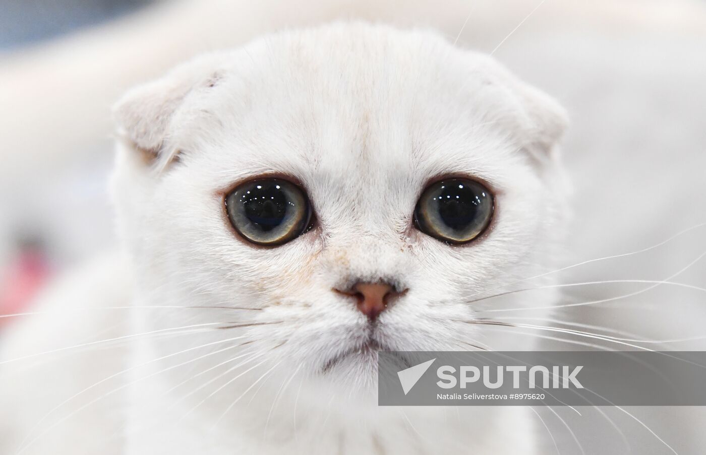 Russia Cat Show