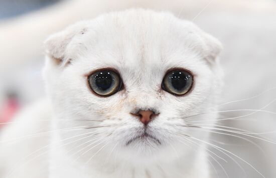 Russia Cat Show