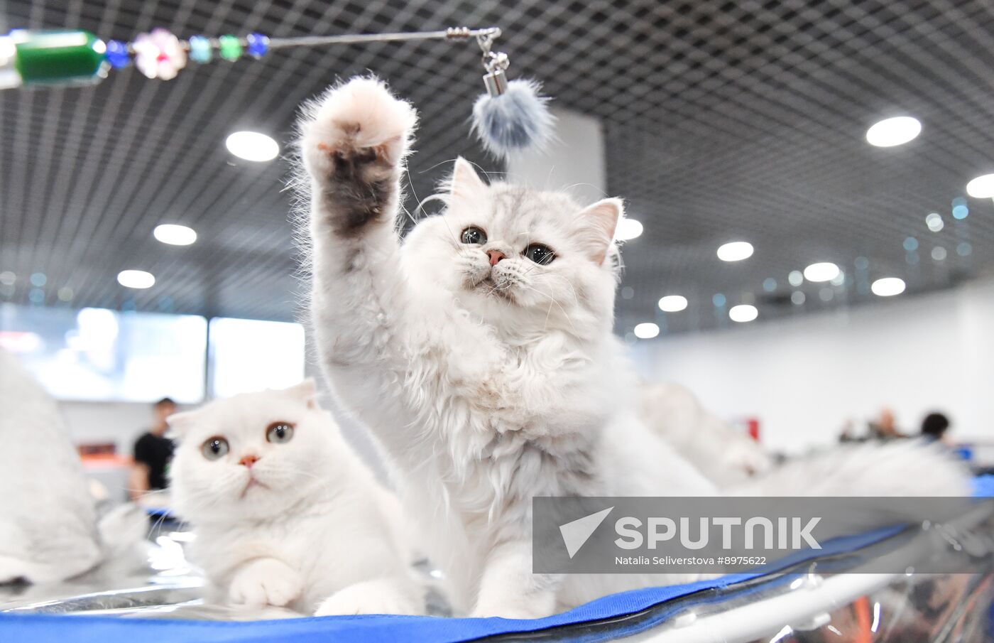Russia Cat Show