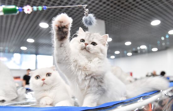 Russia Cat Show