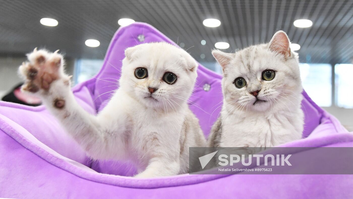 Russia Cat Show