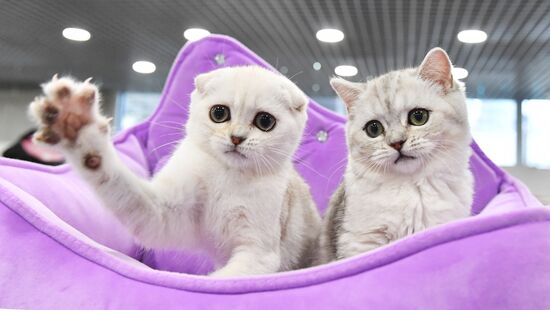 Russia Cat Show