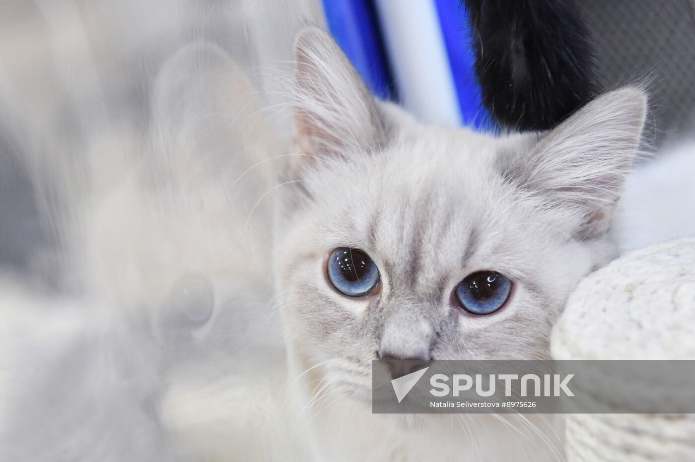 Russia Cat Show