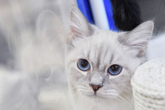 Russia Cat Show