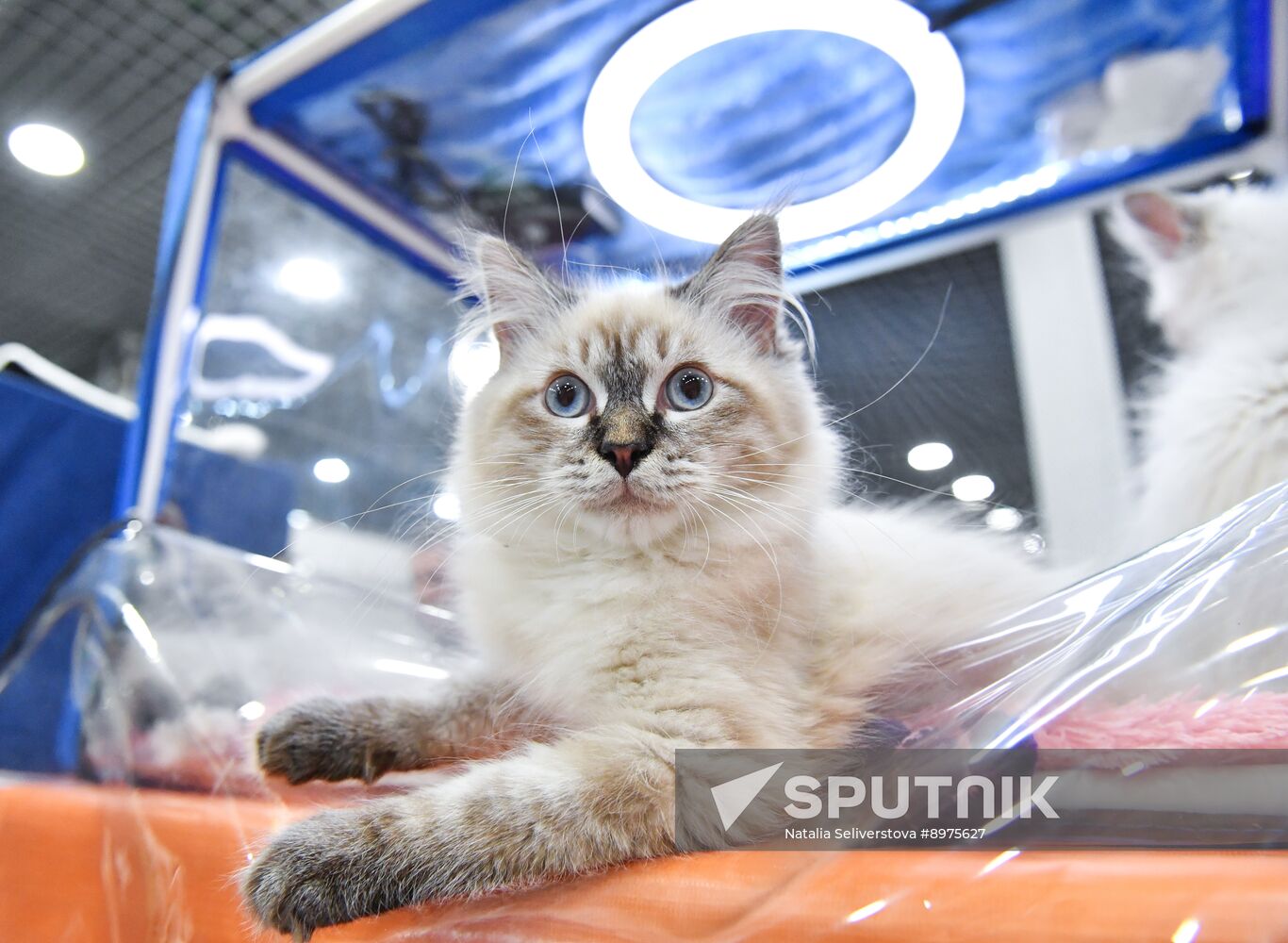 Russia Cat Show