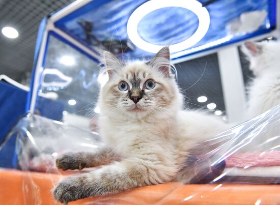 Russia Cat Show