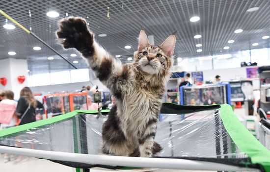 Russia Cat Show
