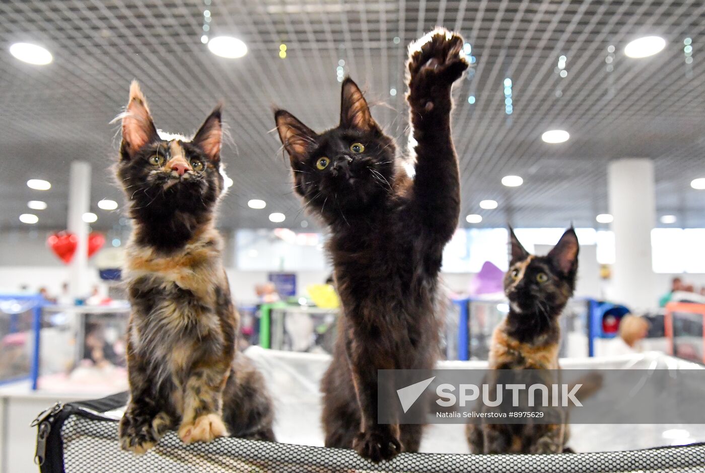 Russia Cat Show