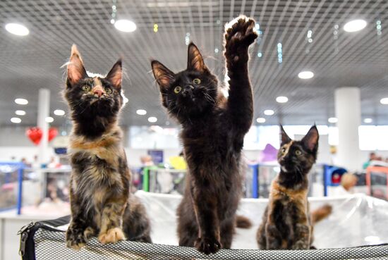 Russia Cat Show