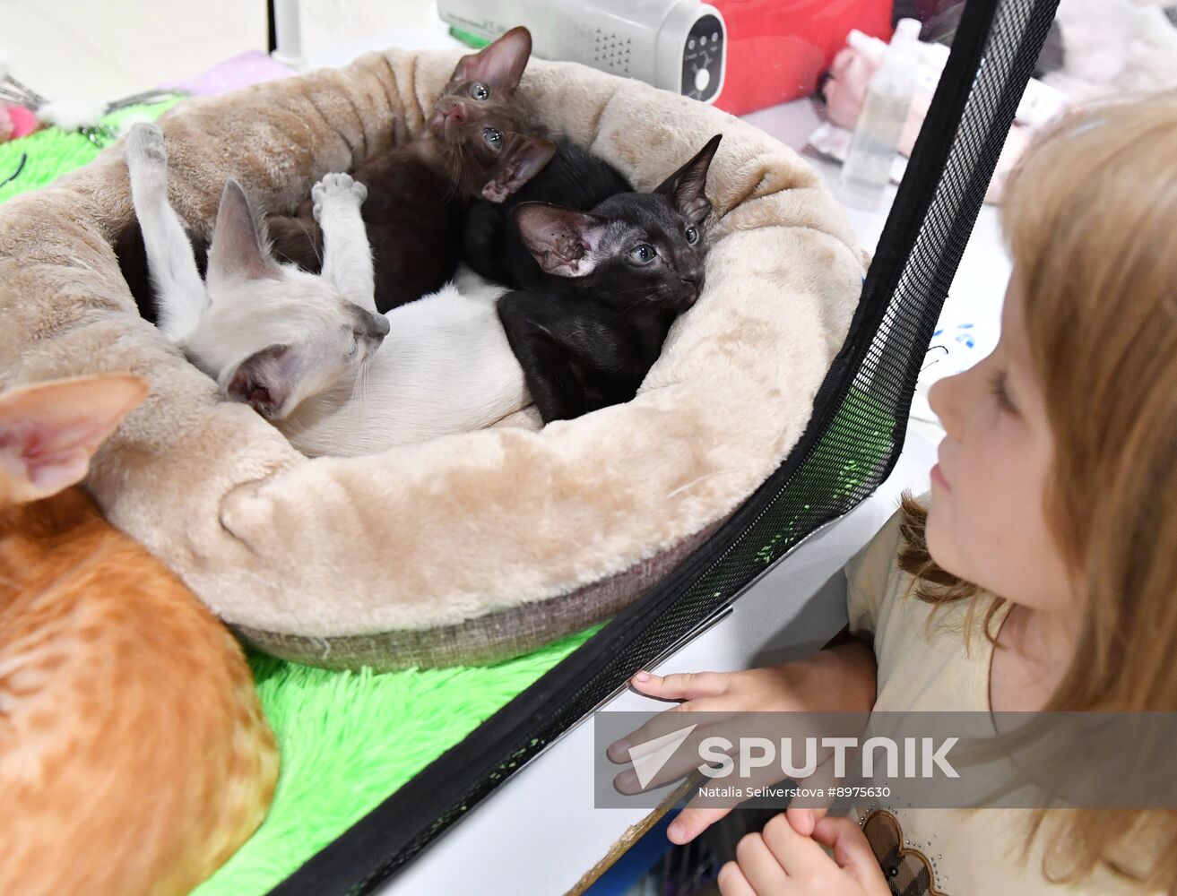 Russia Cat Show