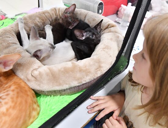Russia Cat Show
