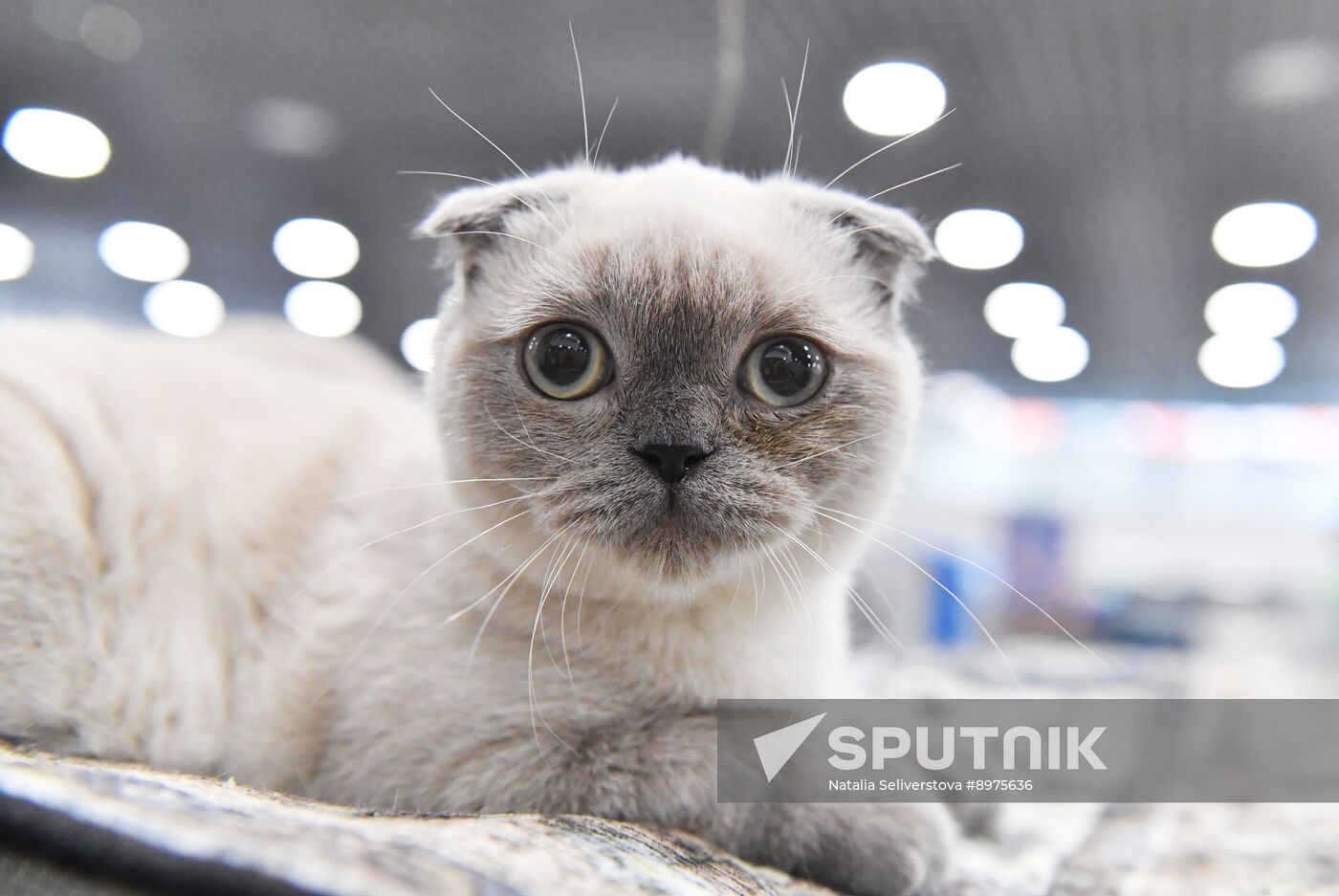 Russia Cat Show