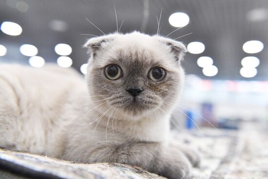 Russia Cat Show