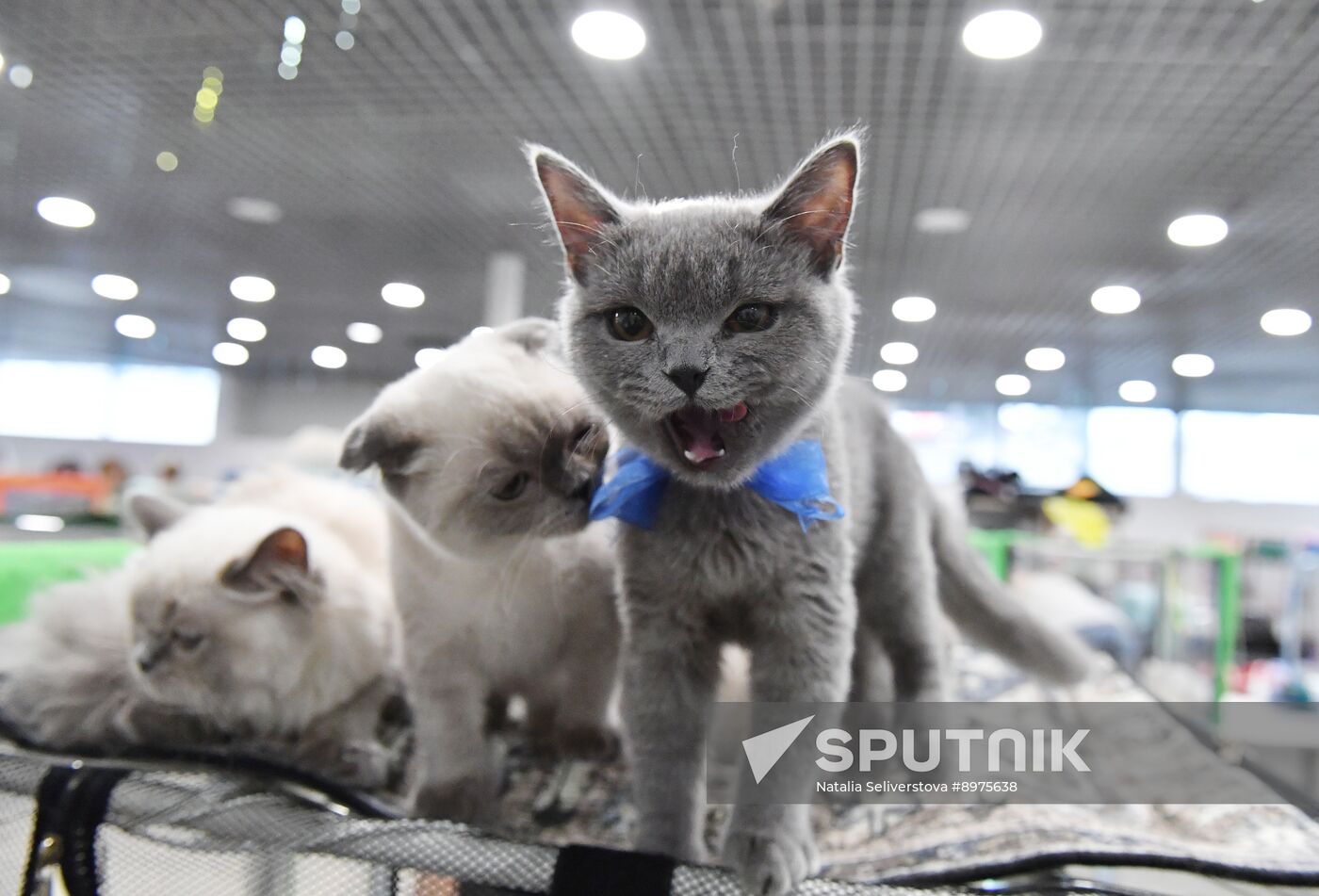 Russia Cat Show