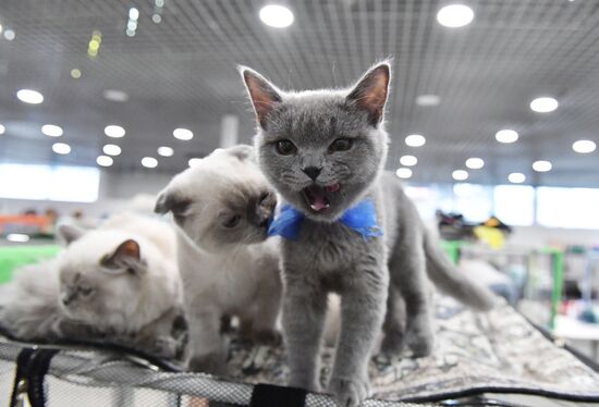 Russia Cat Show