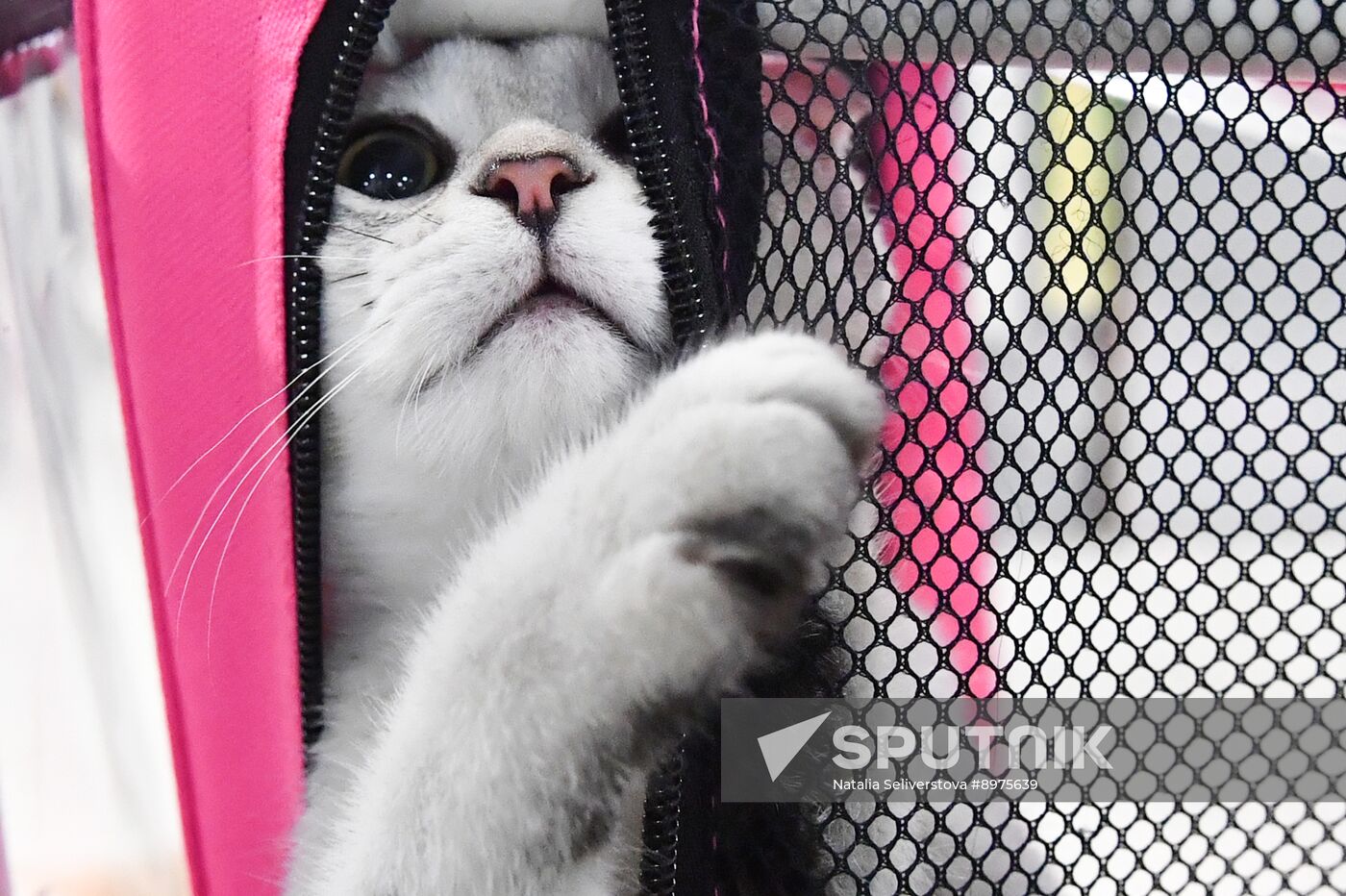 Russia Cat Show