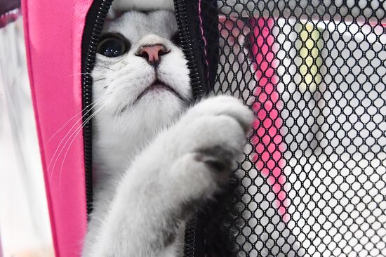 Russia Cat Show