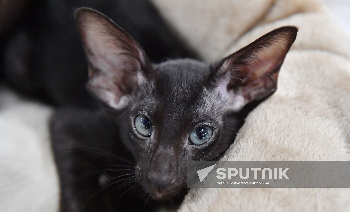 Russia Cat Show
