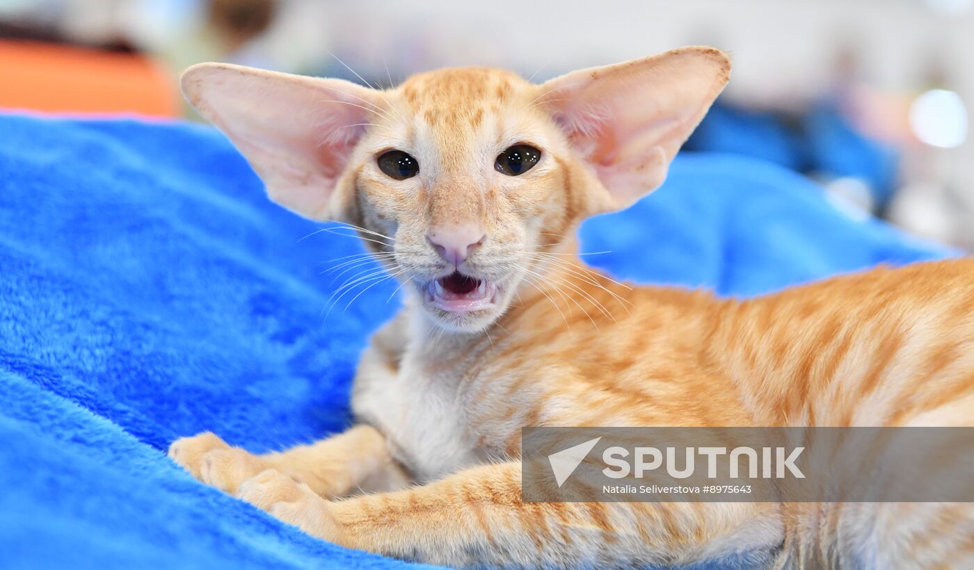 Russia Cat Show