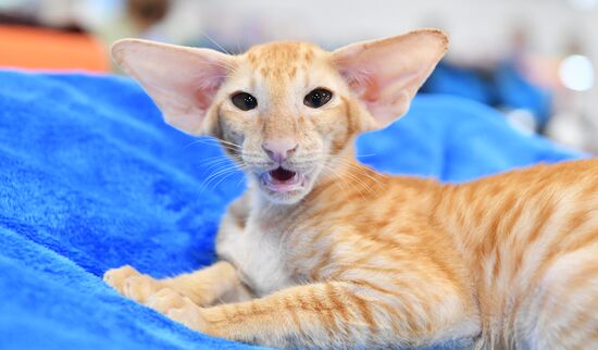 Russia Cat Show