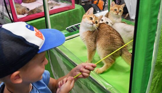 Russia Cat Show