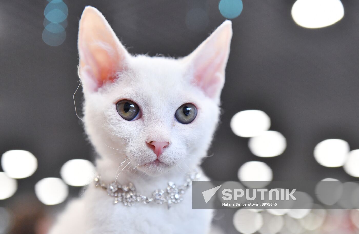 Russia Cat Show