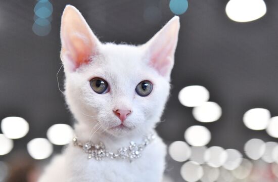 Russia Cat Show