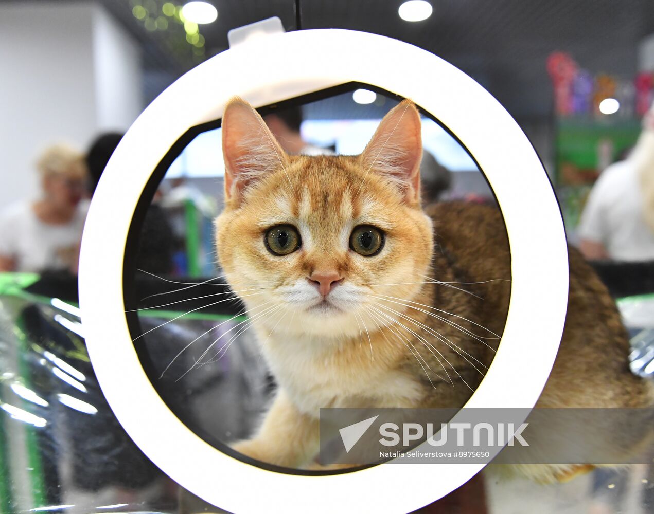 Russia Cat Show