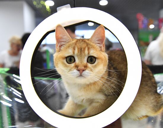 Russia Cat Show
