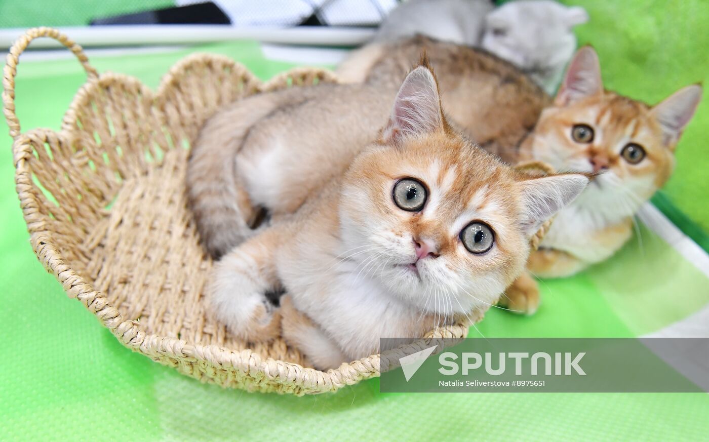 Russia Cat Show