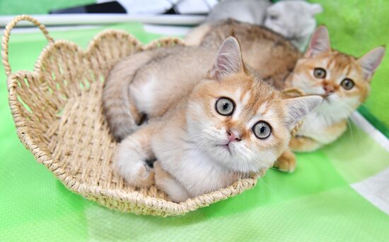 Russia Cat Show