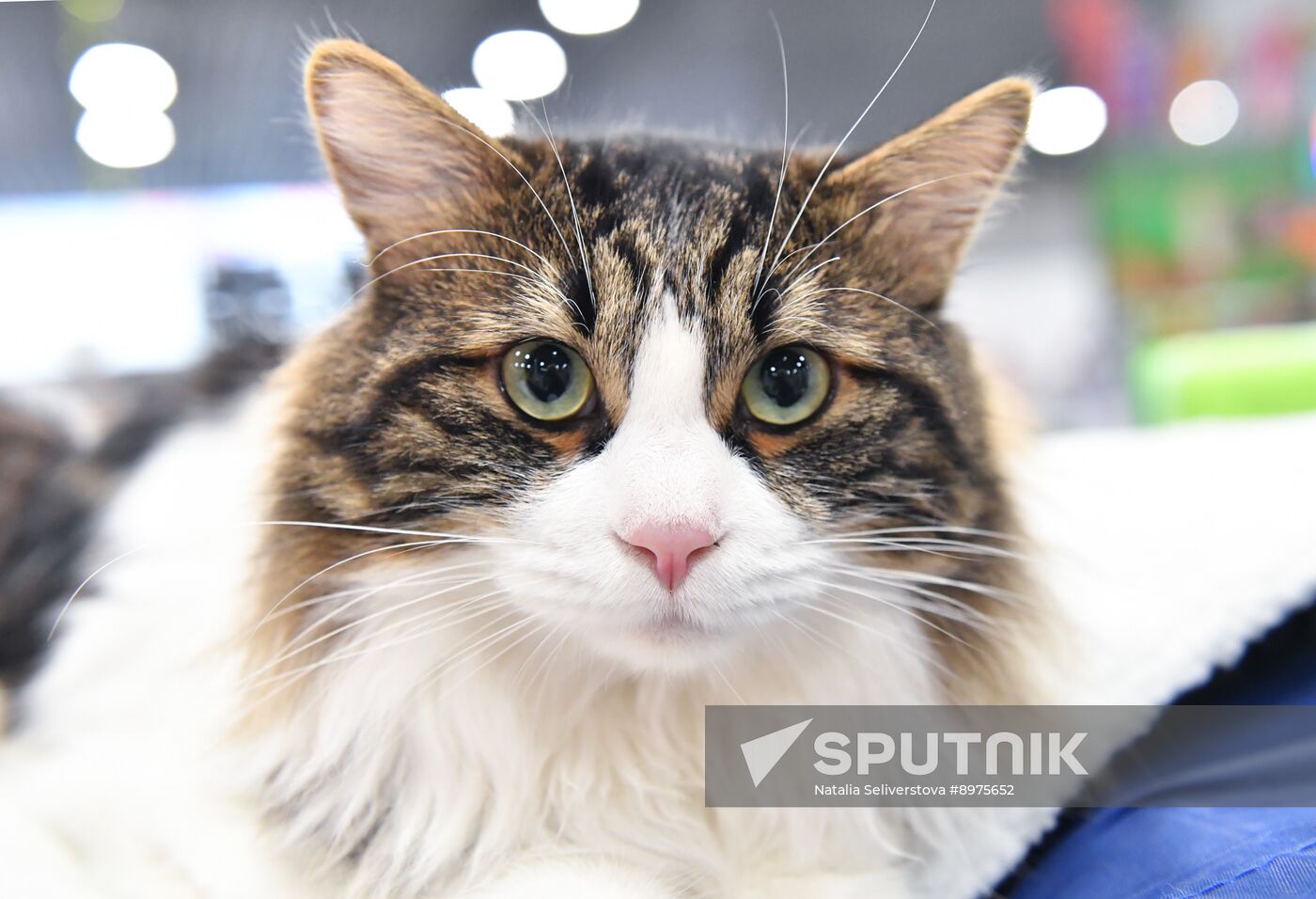 Russia Cat Show
