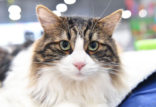Russia Cat Show