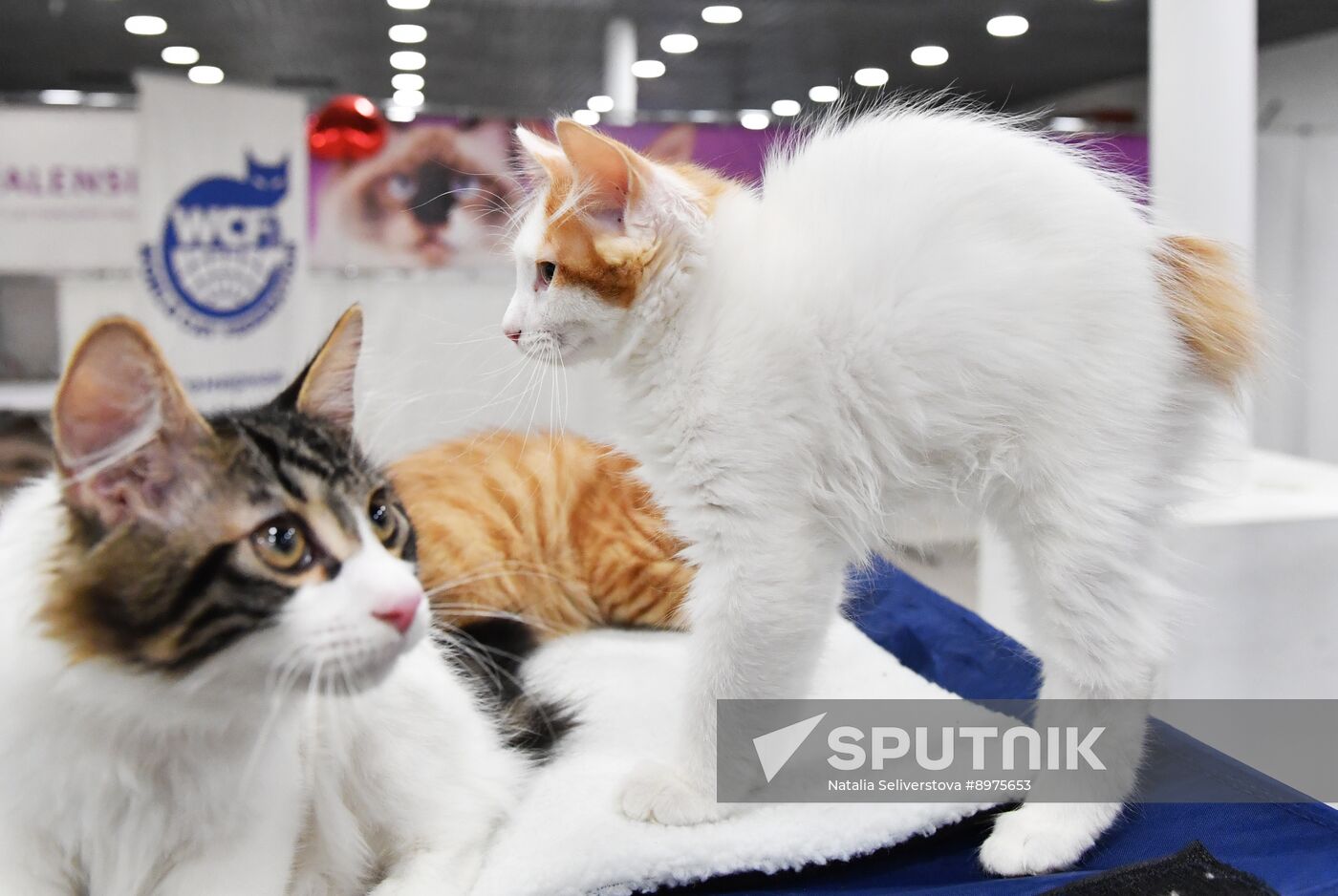 Russia Cat Show