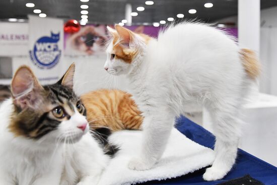 Russia Cat Show