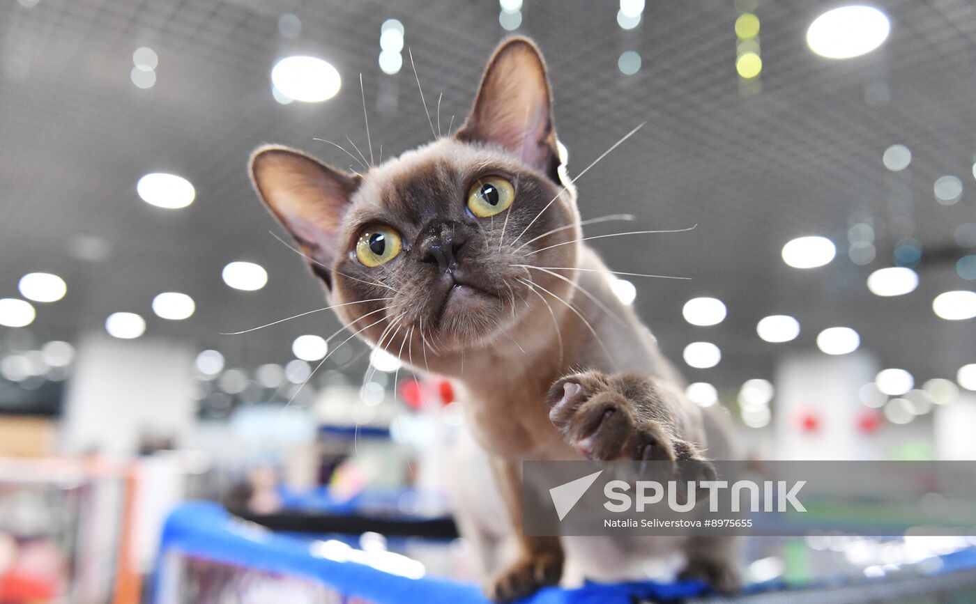 Russia Cat Show